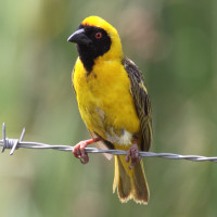 Southern Masked-Weaver